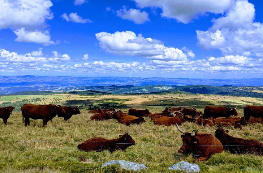  De la fermă la consumator: un aditiv furajer inovator va reduce emisiile de metan generate de vacile de lapte în UE
