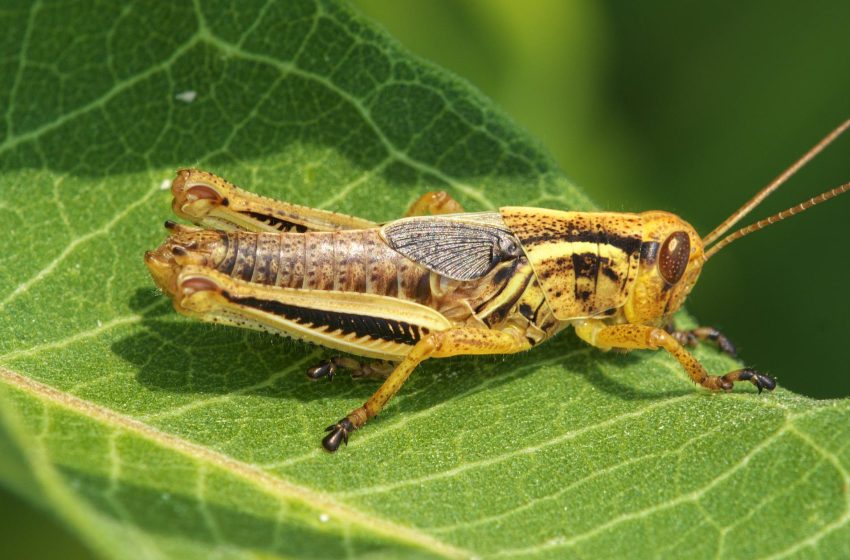  Alimente noi: greierele de casă devine a treia insectă autorizată ca ingredient alimentar pe piața UE