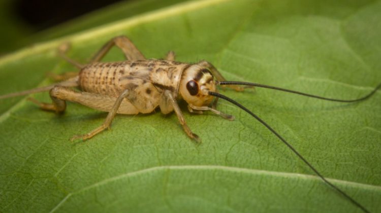  Alimente noi: greierele de casă devine a treia insectă autorizată ca ingredient alimentar pe piața UE