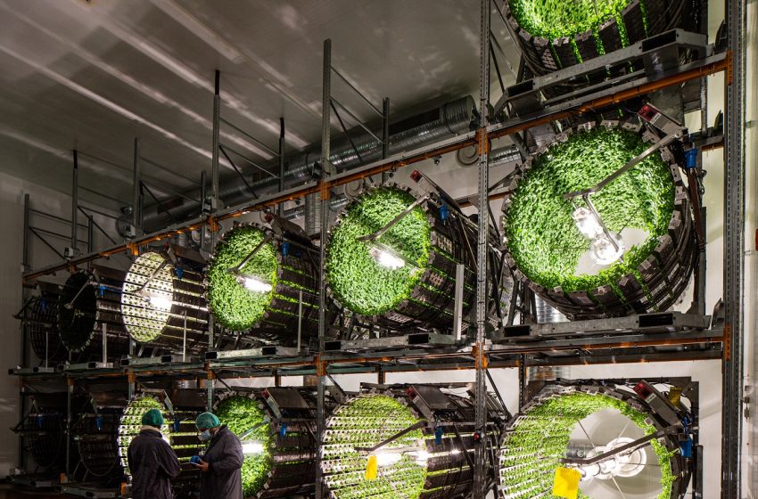  Agricultura viitorului: Grădini verticale high-tech în Franța, unde salata verde crește în butoaie de oțel