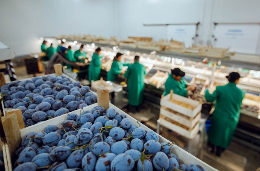  UE facilitează creșterea exporturilor de produse agricole din Republica Moldova