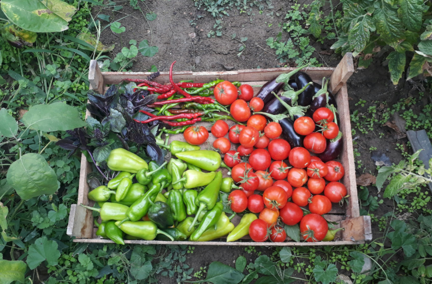  Sunt alimentele bio benefice sănătății? Ce arată cercetările științifice