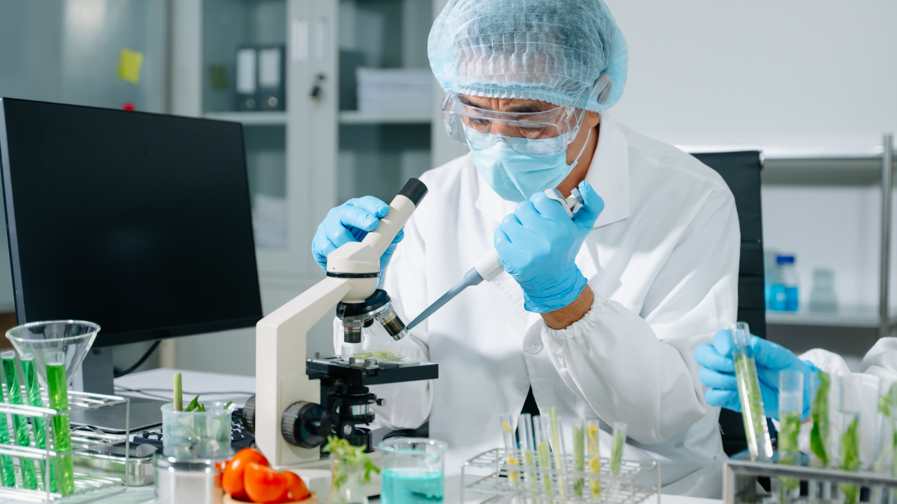 organisme modificate genetic