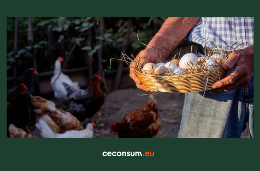  60% dintre ouăle provenite din gospodării particulare, testate în Franța, conțin PFAS. Unele depășesc de 40 de ori limitele admise